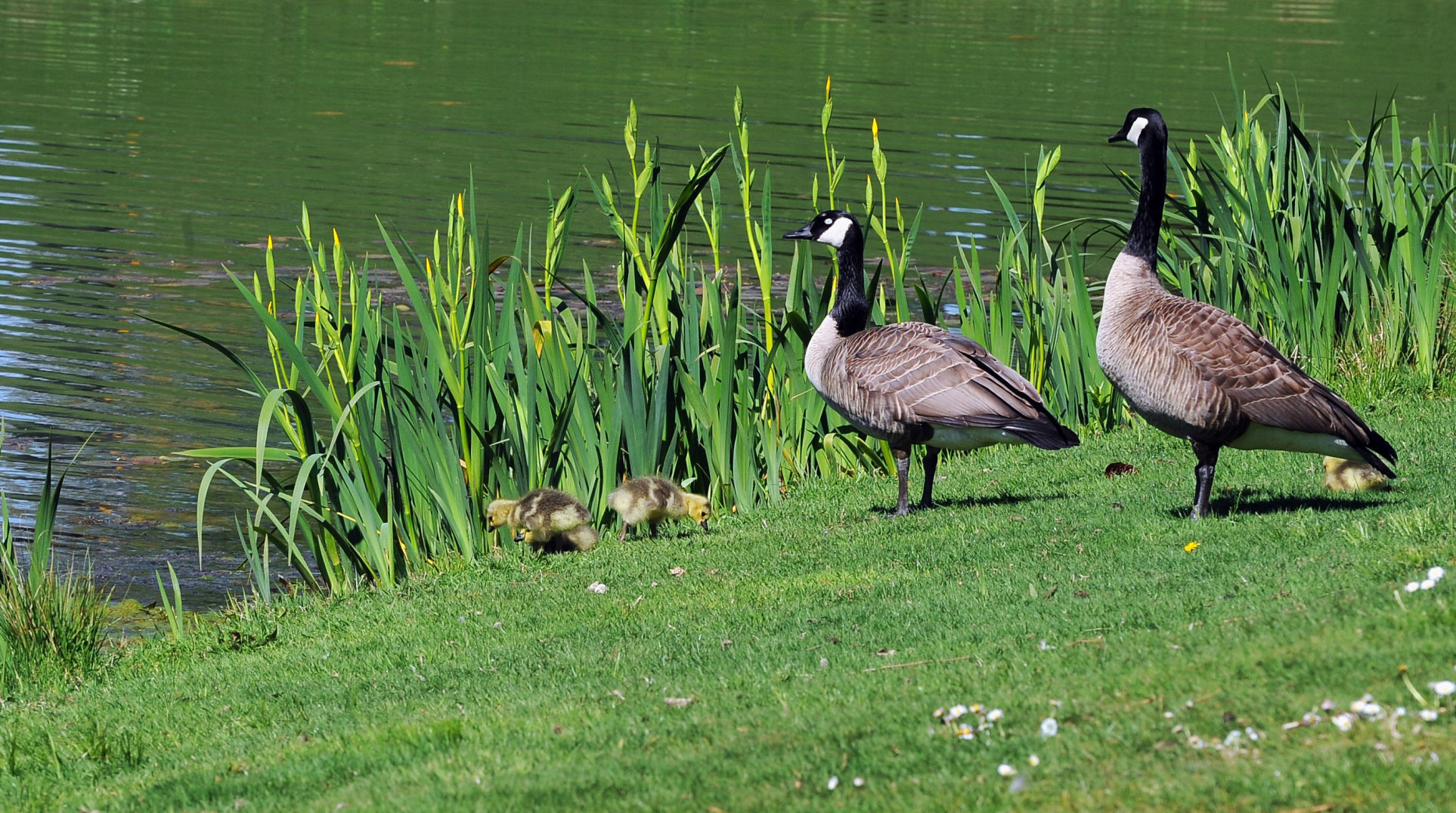 Family outing at the lake